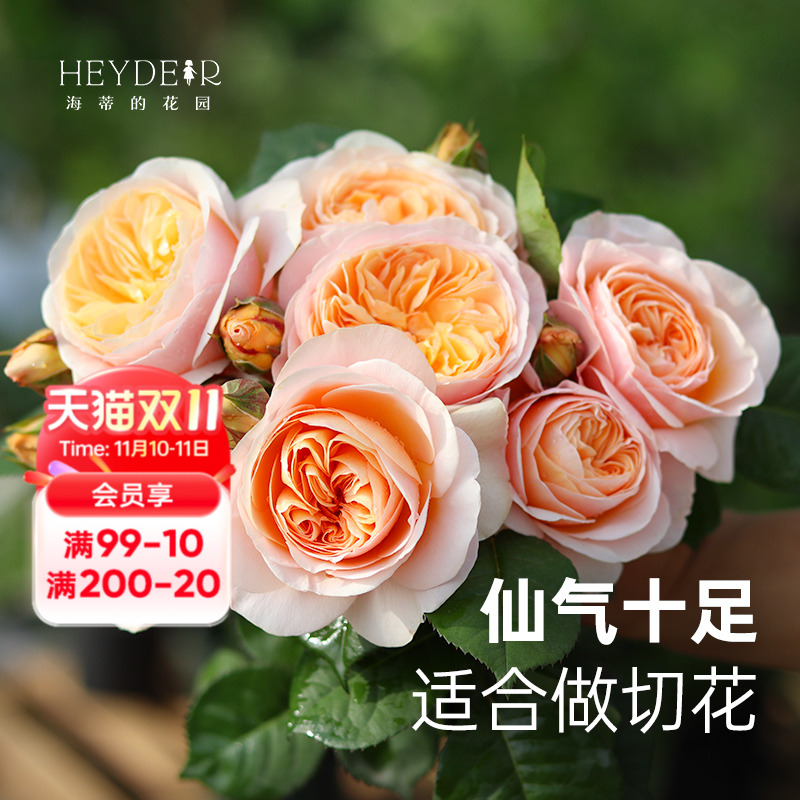 海蒂的花园朱丽叶奥斯汀灌木月季