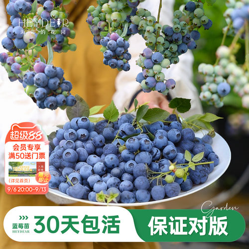 海妈家蓝莓苗原盆原土发货