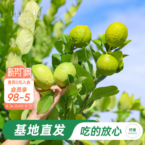 香水柠檬树树苗植物盆栽