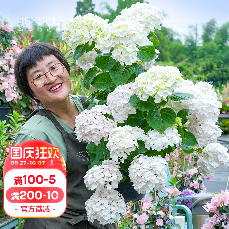 海蒂的花园无尽新娘植物