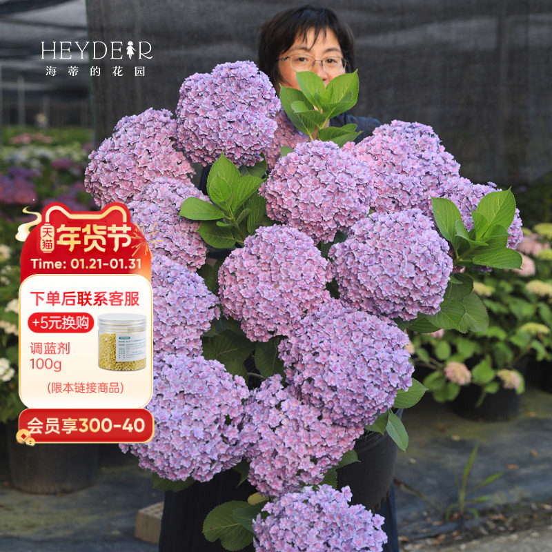 海蒂的花园太阳神殿绣球花大花重瓣花朵阳台庭院花卉植物盆栽花苗,鲜花速递/花卉仿真/绿植园艺,绣球/木绣球/木本植物,淘宝优惠券,粉丝福利购,淘宝优惠卷