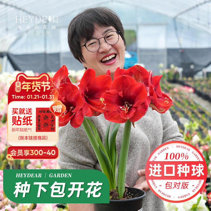 海蒂的花园旗舰店南非朱顶红进口种球新年快乐种植套装室内年宵花,鲜花速递/花卉仿真/绿植园艺,种球/裸根,淘宝优惠券,粉丝福利购,淘宝优惠卷