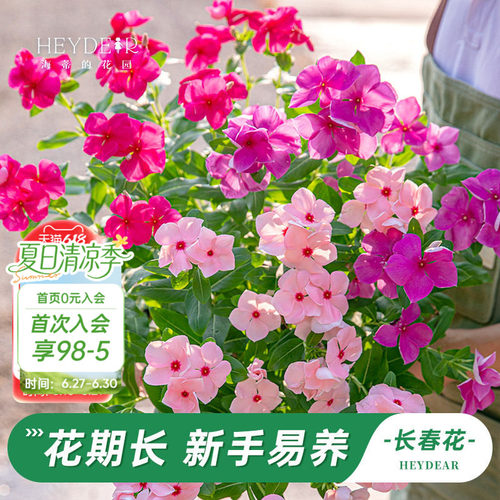 长春花盆栽带花苞发货