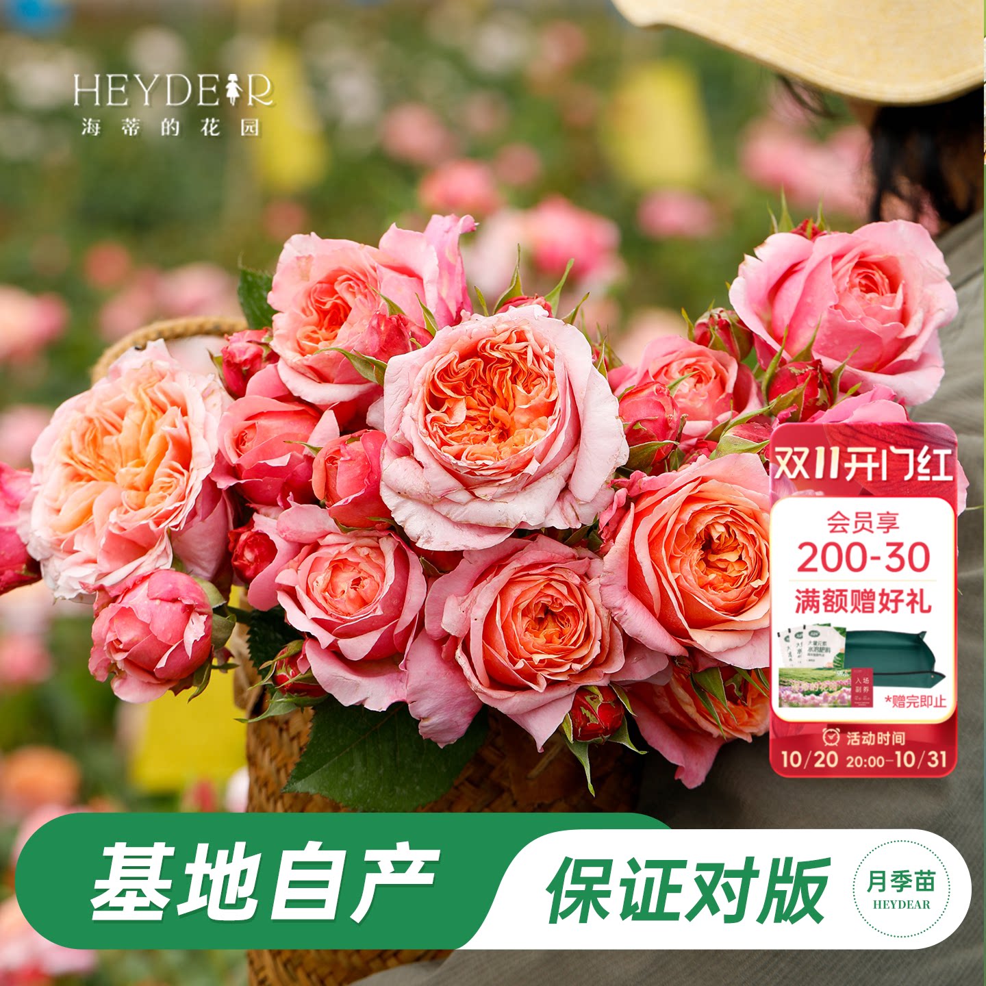 海蒂的花园 维多利亚秘密包子花型切花月季阳台庭院盆栽地栽花卉