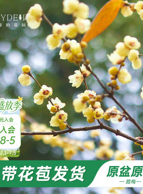 海蒂的花园腊梅花苗易活好养