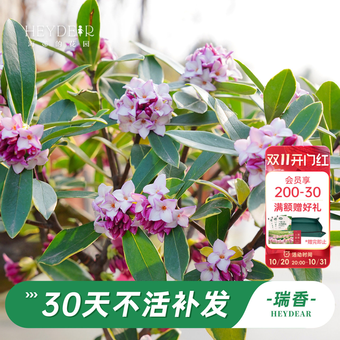 海蒂的花园旗舰店瑞香花卉盆栽冬季开花植物阳台庭院开花绿植