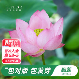 海蒂 花园旗舰店碗莲种藕苗水培植物莲花荷花苗庭院花卉盆栽裸藕