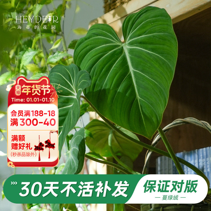 海蒂的花园旗舰店荣耀蔓绿绒花卉植物室内花办公室桌面绿植盆栽