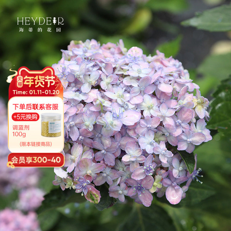 海蒂的花园旗舰店大花绣球有松好养易开花阳台庭院花卉盆栽植物,鲜花速递/花卉仿真/绿植园艺,绣球/木绣球/木本植物,淘宝优惠券,粉丝福利购,淘宝优惠卷