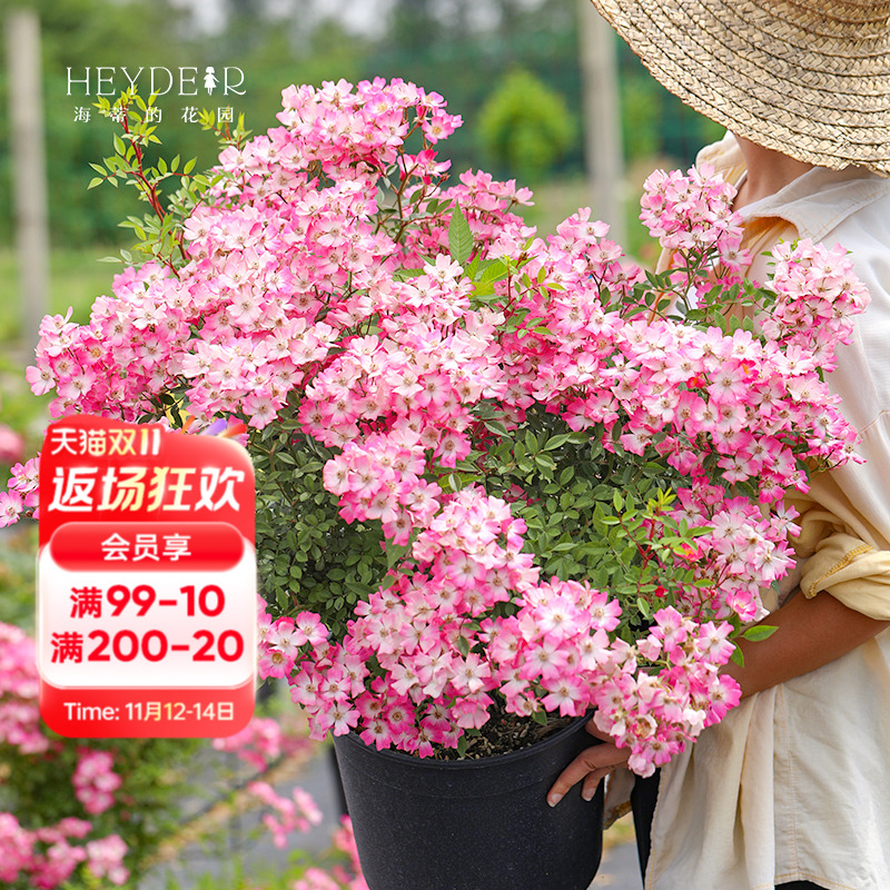 海蒂的花园遮阳伞藤本阳台月季