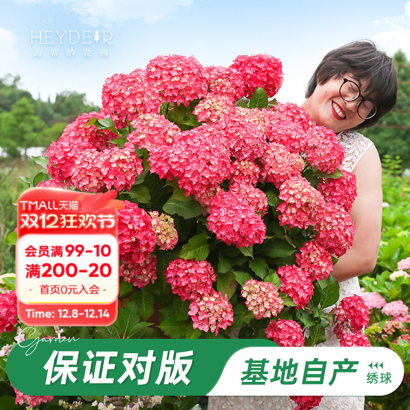 基地自产绣球花苗累计销售58万+