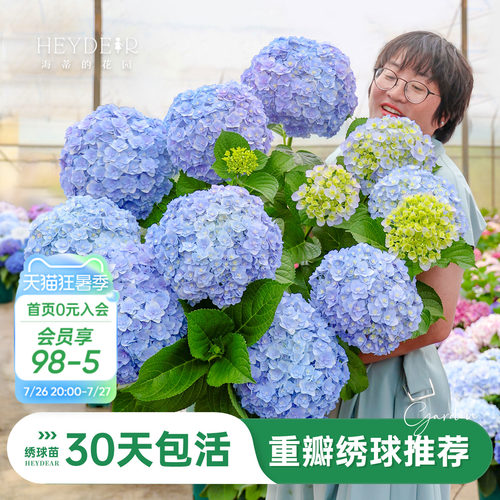 海蒂的花园重瓣绣球阳台庭院可种