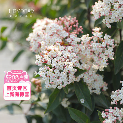 花期超长冬季开花荚蒾常绿多年生
