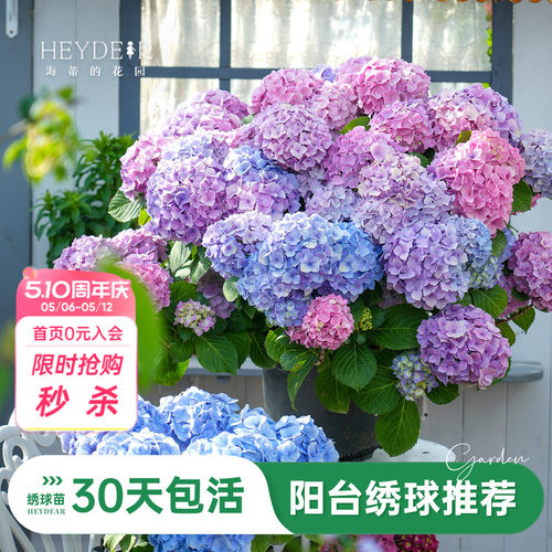 海蒂的花园旗舰店绣球盆栽绣球苗花园阳台可种无尽星河万华镜花苗