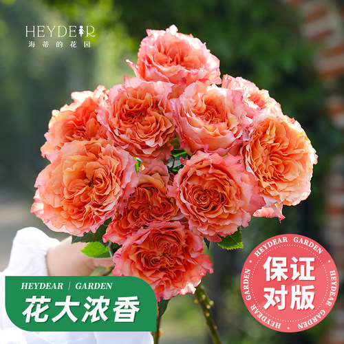 自产月季花苗7天保活包对版