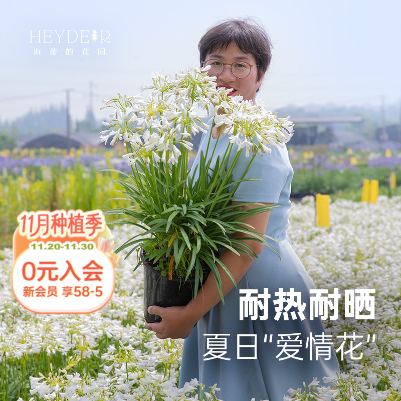 小众花园植物百子莲盆栽植物