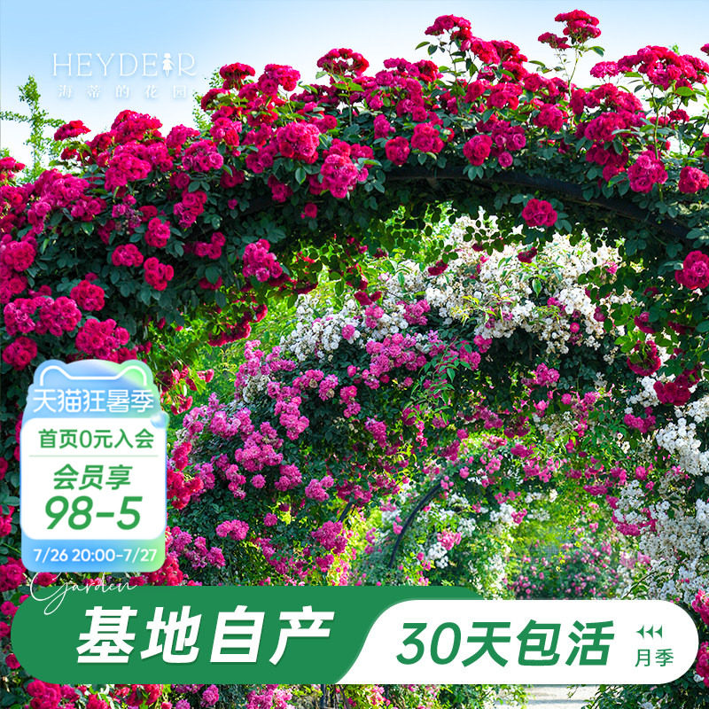 海蒂的花园旗舰店爬藤月季长藤苗花卉盆栽大苗蓝色阴雨藤本植物