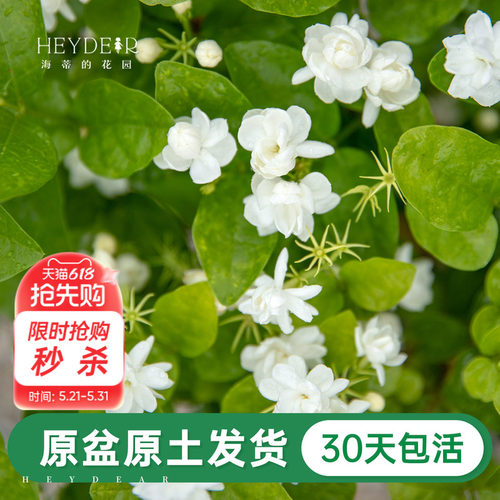 带花苞的茉莉花盆栽浓香好养