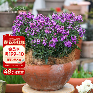 海蒂的花园糖芥花阳台庭院室外耐寒花量大好养草本花卉植物盆栽苗