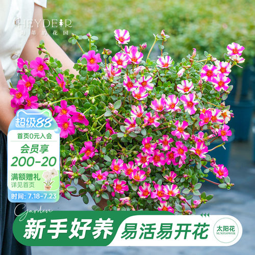 太阳花盆栽带花苞新手好养