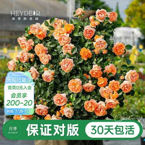 品牌优选月季30天包活