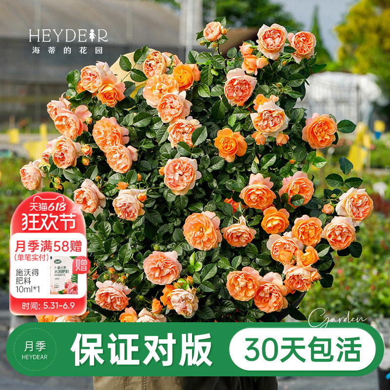 海蒂的花园旗舰店月季花苗盆栽果汁阳台小苗爬藤花卉植物阳台庭院