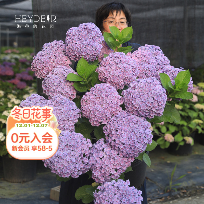 海蒂的花园重瓣阳台庭院花卉植物