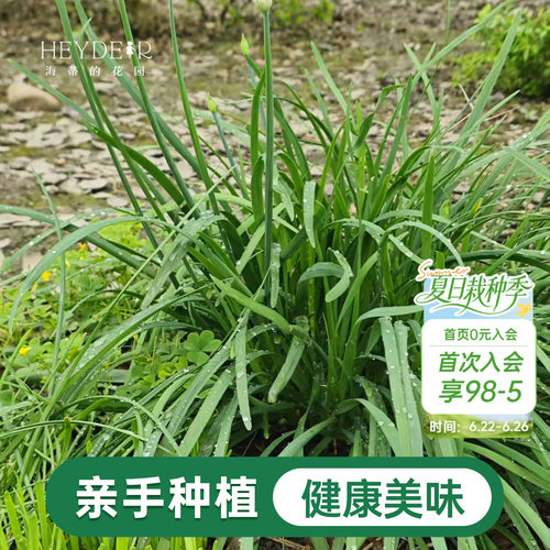 海蒂的花园 韭菜苗带土菜苗盆栽苗易养多年生家庭阳台庭院蔬菜苗