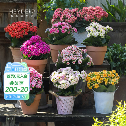 海蒂的花园官方旗舰店长寿花盆栽室内阳台桌面植物花卉带花苞发货