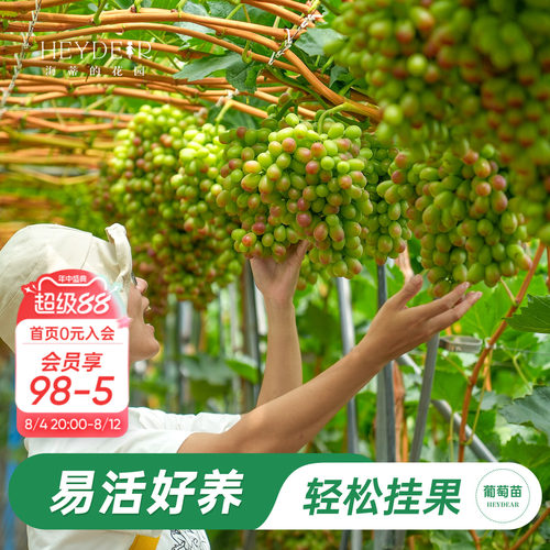 海妈家葡萄树果苗盆栽