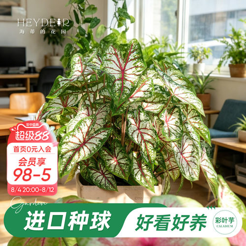 好种易发芽室内可栽种
