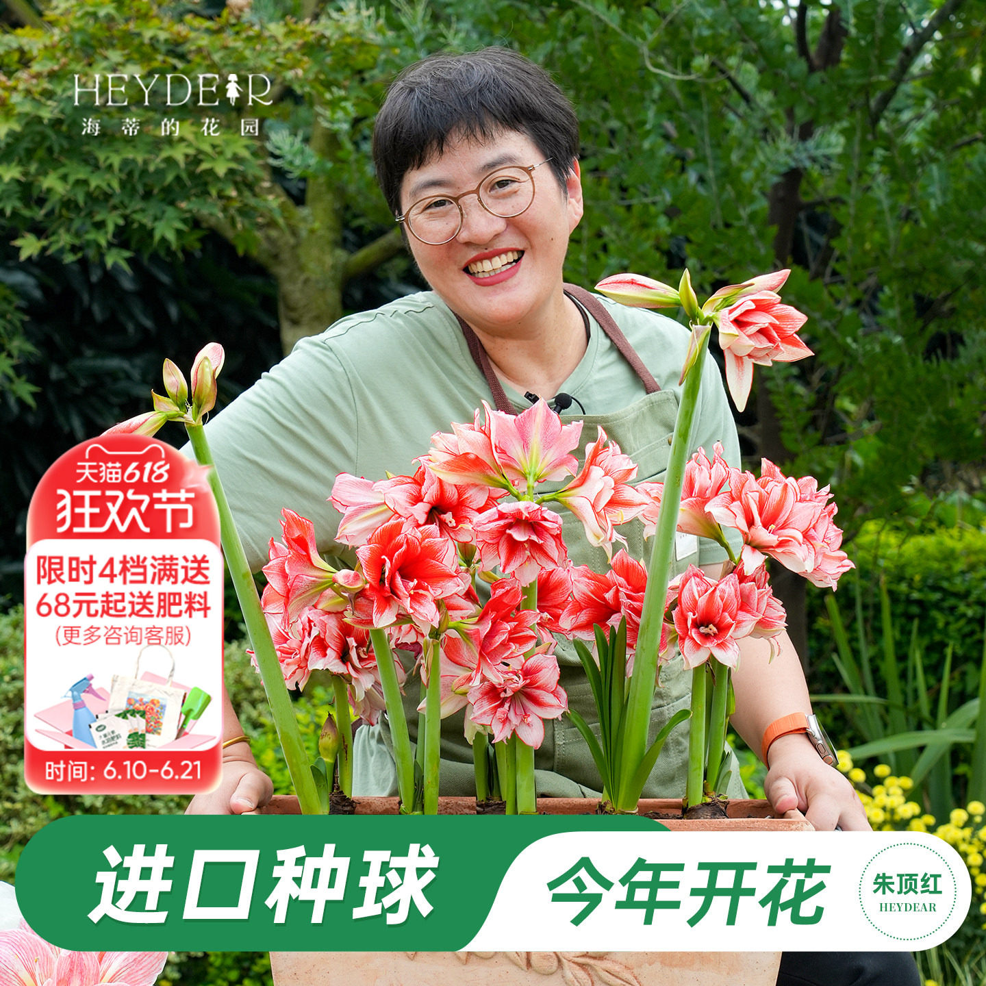 海蒂的花园旗舰店朱顶红种球重瓣阿弗雷进口开花球花卉植物室内花