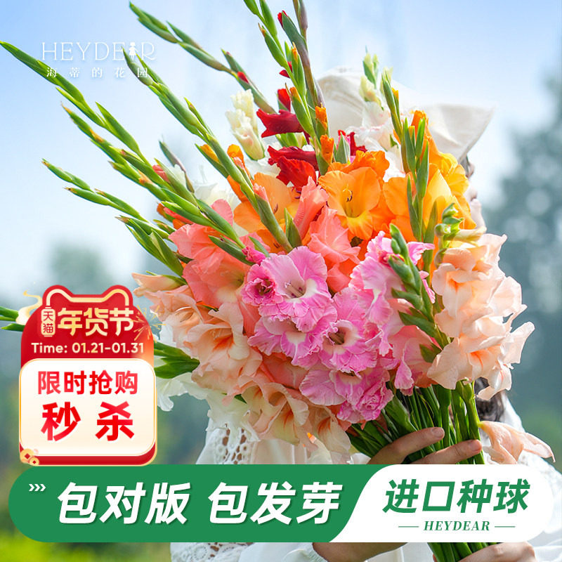 海蒂的花园旗舰店唐菖蒲剑兰种球花卉绿植盆栽庭院球根植物裸球,鲜花速递/花卉仿真/绿植园艺,种球/裸根,淘宝优惠券,粉丝福利购,淘宝优惠卷