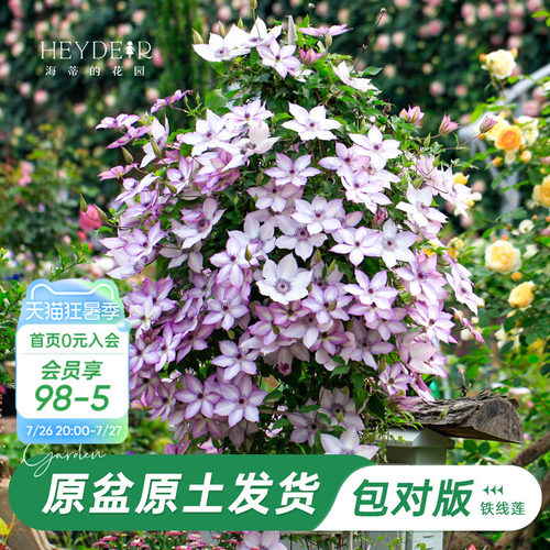 海蒂的花园铁线莲乌托邦爬藤植物