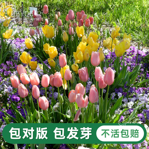 郁金香自然球春季开花球根花卉