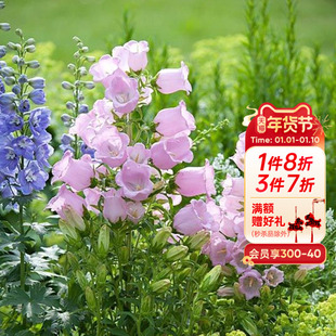 海蒂的花园旗舰店风铃草盆栽多年生好养阳台花卉绿植庭院屋顶植物