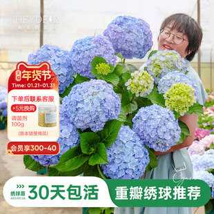 海蒂的花园旗舰店重瓣绣球花盆栽花园阳台可种无尽星河绣球花苗