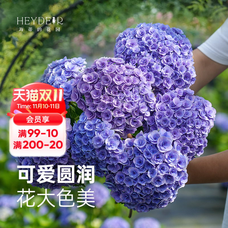 海蒂的花园妖精之吻春夏开花绣球