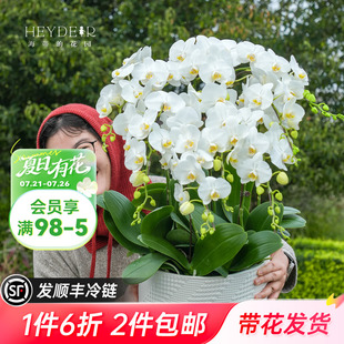 花园大花蝴蝶兰盆栽带花年宵花阿玛室内花好养活兰花苗宝贝 海蒂