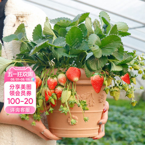 包对版可结果草莓苗香甜可口