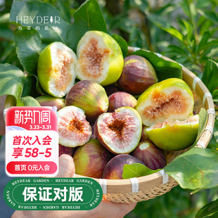 海蒂 花园旗舰店无花果树果苗家庭盆栽果树好养易结果可食用树苗