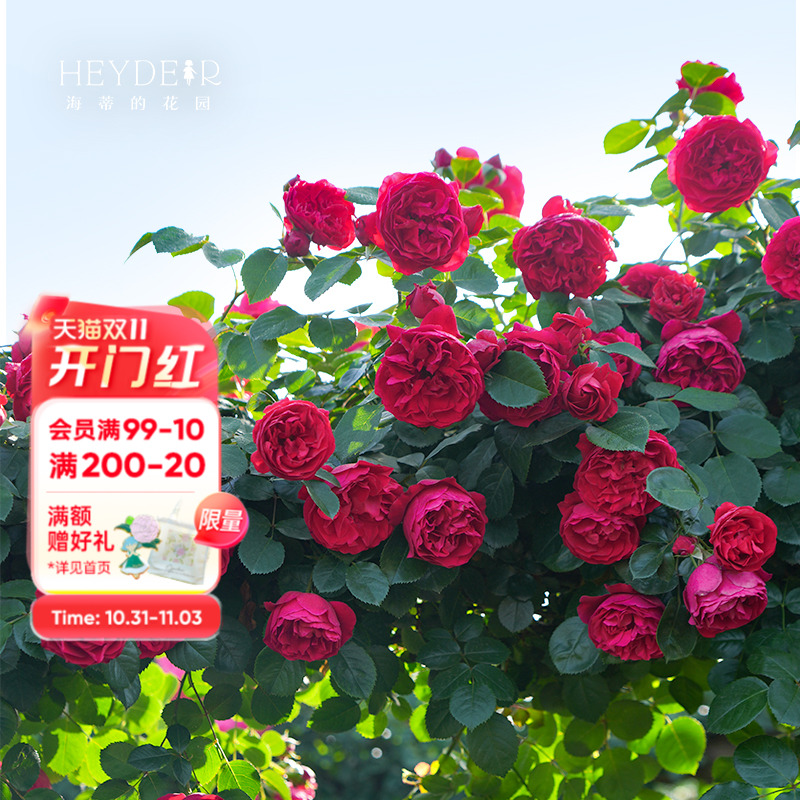 海蒂的花园耐热拱门月季植物盆栽