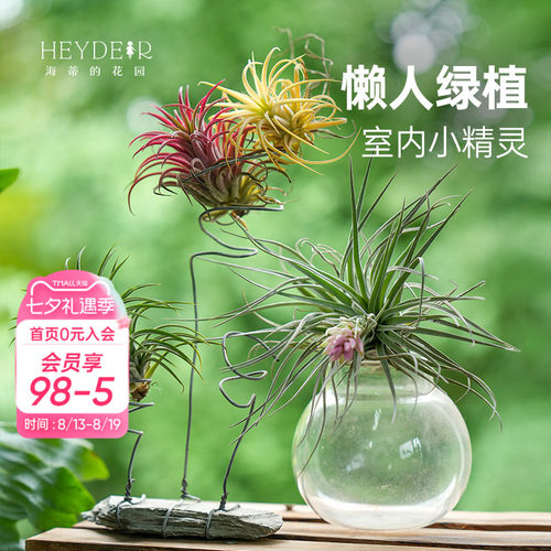空气凤梨无土植物室内趣味绿植