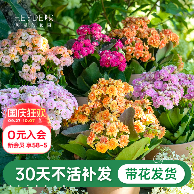 A级长寿花重瓣带花发货
