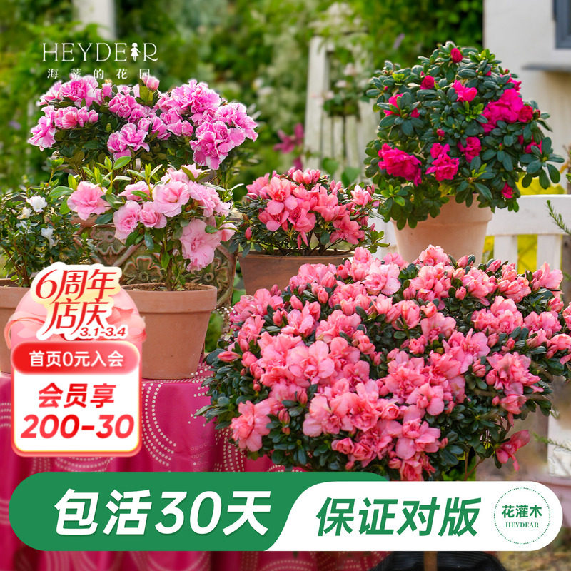 海蒂的花园旗舰店杜鹃花盆栽带花带花苞发货年宵花植物阳台开花苗