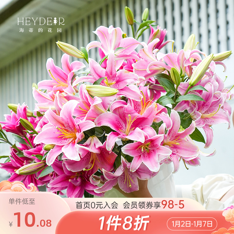 海蒂的花园旗舰店百合种球进口重瓣香水切花品种庭院阳台球根植物