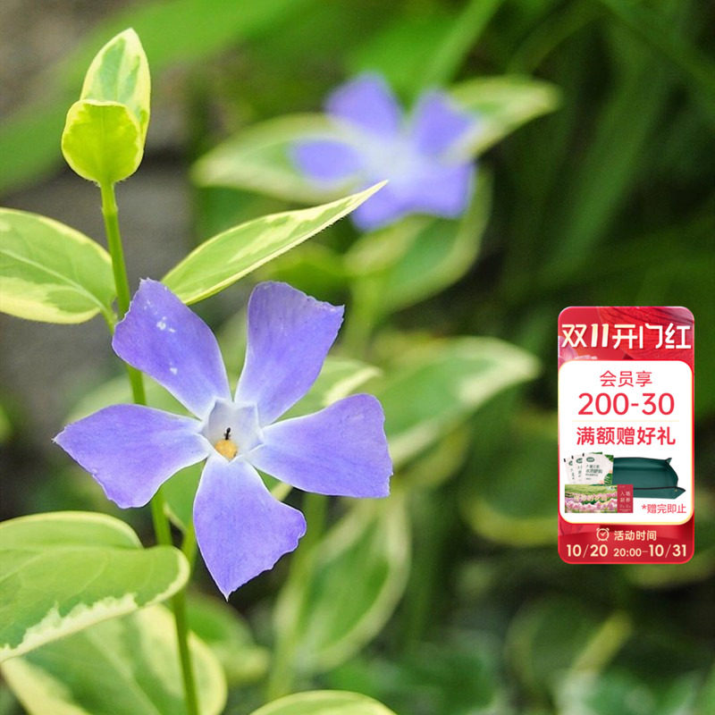 海蒂的花园花叶蔓长春常绿耐阴多年生垂吊花卉阳台花园植物盆栽苗