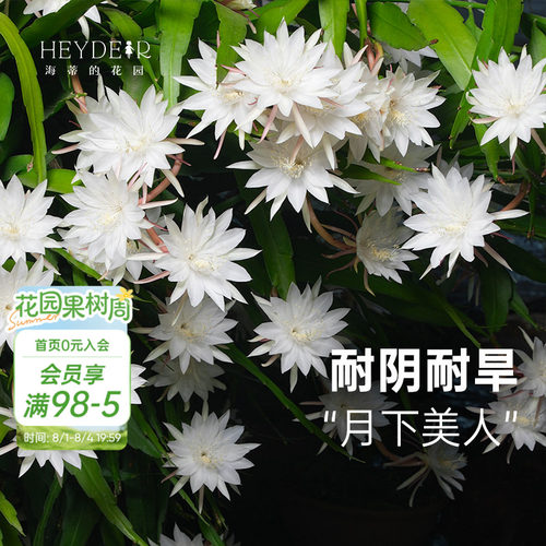 海蒂的花园昙花多年生好养花卉