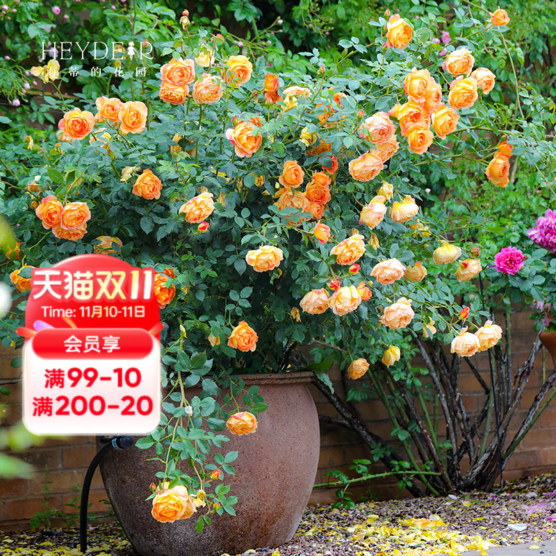 海蒂的花园夏洛特夫人阳台花卉