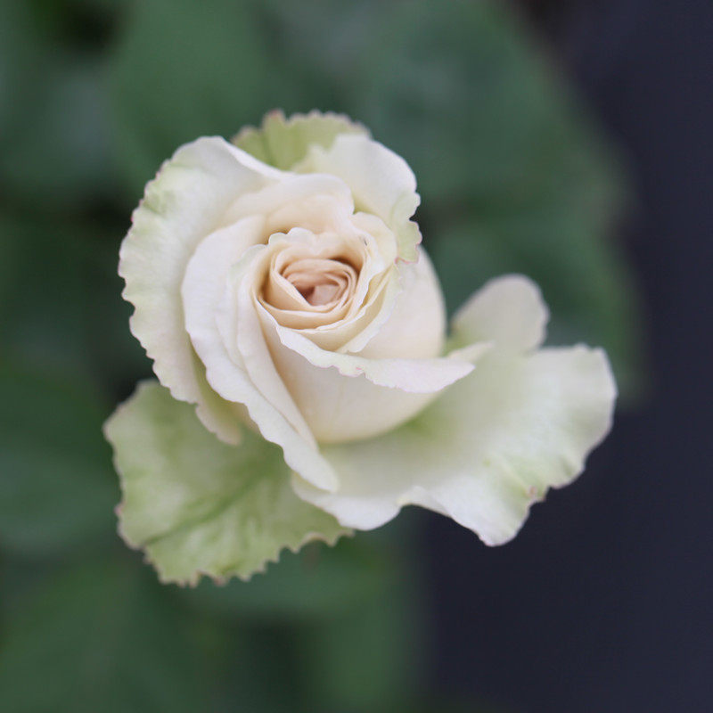 甜点沙漠玫瑰灌木月季大花浓香不垂头切花花卉盆栽苗